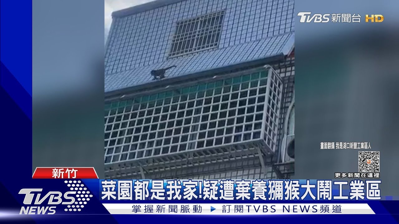 菜園都是我家！　疑遭棄養獼猴大鬧工業區