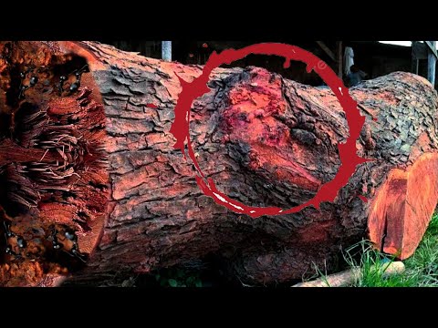 Tense Moment Cutting Large Redwood At Sawmill