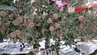 [사과재배]무엇이 문제인가 생육상황 착색진행 후지의 가을 korea beautiful apple