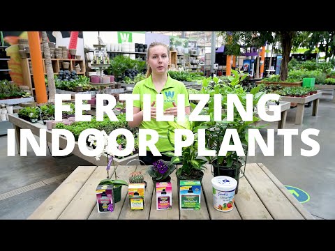 Fertilizing Indoor Plants