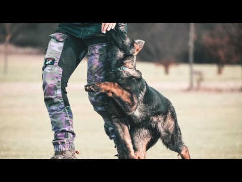 Hoky z Chotinskeho udoli - puppy training