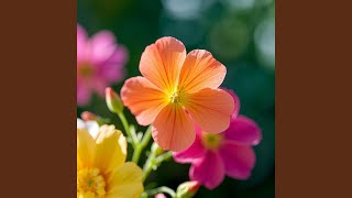 Download lagu Berdamai dengan takdir mp3 Download lagu Berdamai dengan takdir mp3