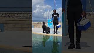 This Seal is the real deal on Star Princess | Prince Cruise Line | Star Princess Review 2026