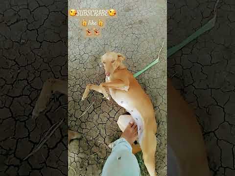 🥰 Meri Behna |😍 Swasti Mehul | Bhai Behen Ka Pyar | Brother Sister Song #dog #comedyvideo #shorts