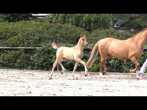 4 – Hight’s D-Lady, SF von D-Power AT - Manchester United, *09.05.2018