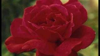 &quot;A room full of roses&quot; nicely sung by Mr. Ferlin Husky