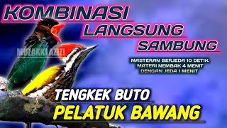 Download lagu MEWAH POLLL!!! TENGKEK BUTO VS PELATUK BAWANG || PELATUK BAWANG VS TENGKEK BUTO JERNIH PANJANG mp3