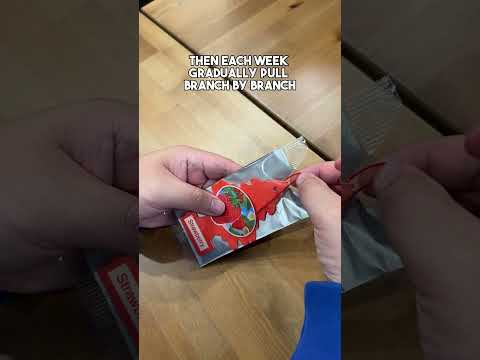 Little Trees Iconic Car Fragrance! Did you know this fun facts? #funfacts #fatcs #littletrees