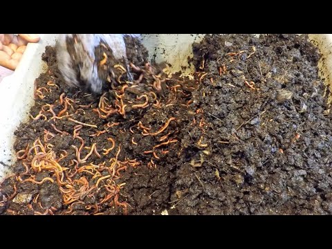 Rethinking latest try at migrating worms - vermicomposting