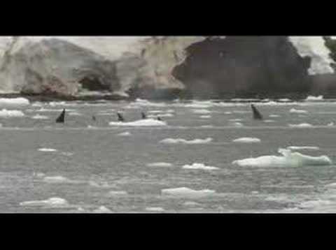 Orcas asesinas en la antártica