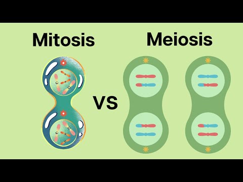 How is Meiosis different than Mitosis