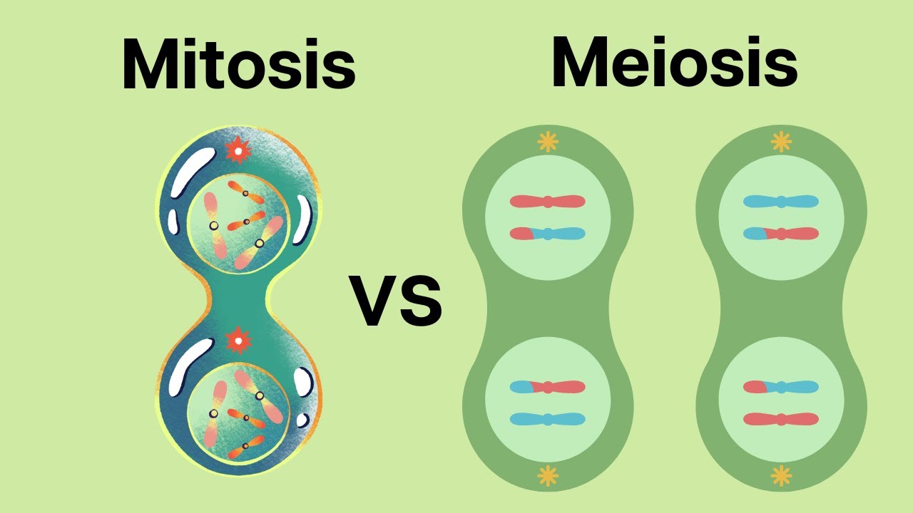 How is Meiosis different than Mitosis?