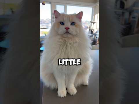 4 Reasons You Shouldn't Adopt Ragdoll Cat 😭💯