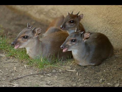 The Blue Duiker is one of the smallest Antelope species in the world