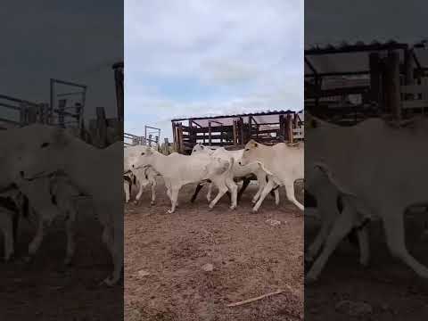 25 Novilhas na balança a 23 reais em Senador Eloi de Souza/RN. Whatsapp 84 99810 2784*#gado