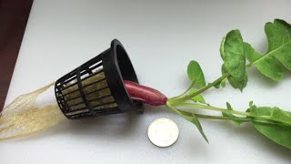 Hydroponic Radish - Will it Kratky?