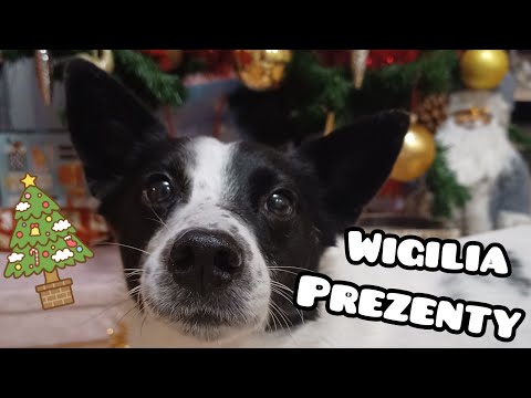 Wigilia 2021 || Prezenty dla zwierząt od św. Mikołaja🎄❤ Openbox paczki z rozdania