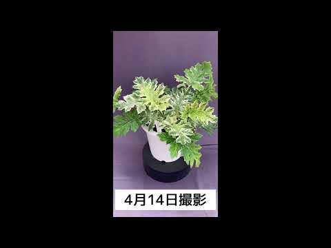 アカンサスの家族