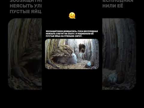 Теперь она Мама 🥹❤️ #animals #viral #facts #reallife #mentality #motherlove #respect