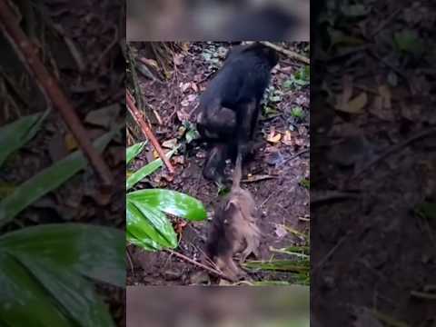 لن تصدق ما فعله قردة الشمبانزي بقرد صغير امسكوا 😢