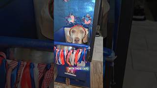Lets get these dogs festive!! #dogshorts #doggielife #petsrule #cutedog #pets