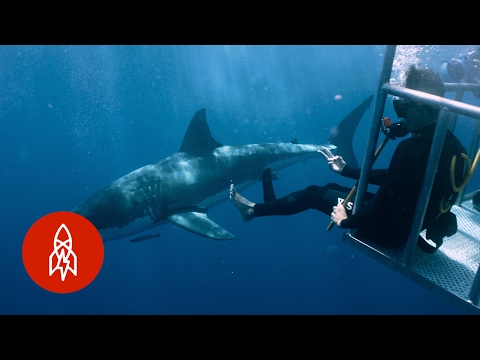 サメの攻撃の生存者は水の中で戻ってジャンプ (A Shark Attack Survivor Jumps Back In the Water)