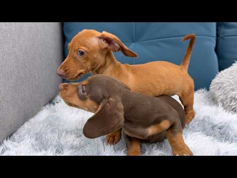 YouTube 썸네일