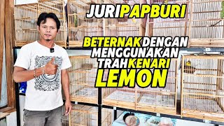 Download lagu CANARY BREEDERS‼️Using the LEMON CANARY BREED which sells for almost 100 million... mp3 Download lagu CANARY BREEDERS‼️Using the LEMON CANARY BREED which sells for almost 100 million... mp3