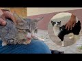 The Tabby Kitten Hissed As The Tuxedo Cat Approached Him