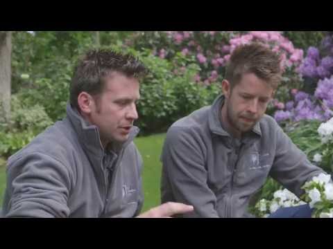 download lagu mp3 mp4 Growing Rhododendrons, download lagu Growing Rhododendrons gratis, unduh video klip Growing Rhododendrons