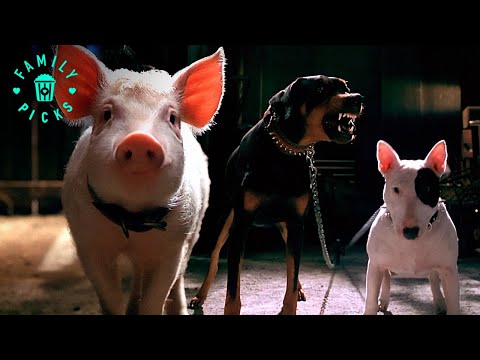 Babe is Tricked into Distracting Guard Dogs | Babe Pig in the City