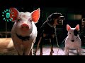 Babe Is Tricked Into Distracting Guard Dogs Babe Pig In The City