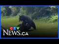 Extended Black Bears Brawl On B C Street