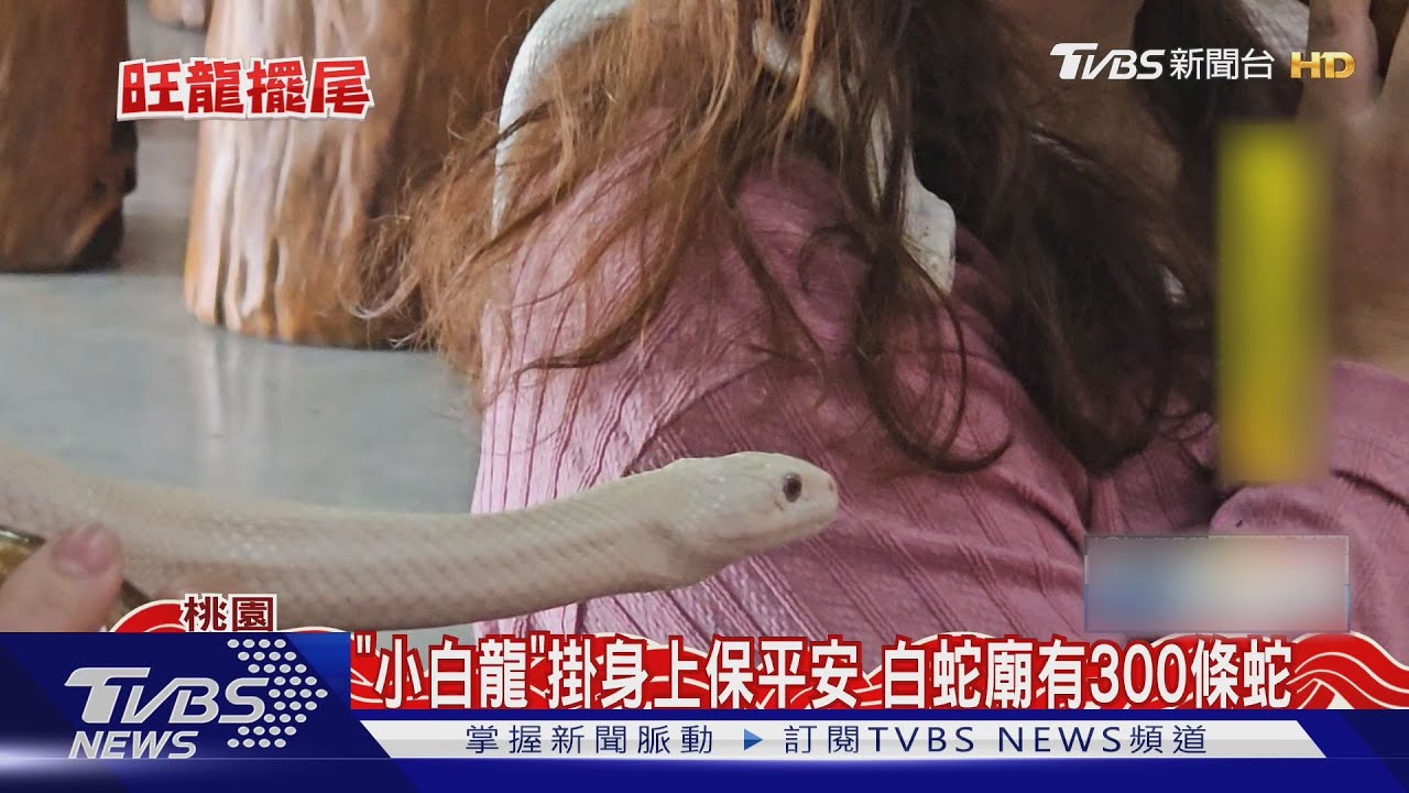 「小白龍」掛身上保平安 白蛇廟有300條蛇