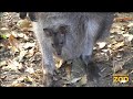 Adorable Wallaby Joeys At Brookfield Zoo