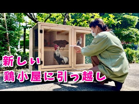 利点 鶏小屋での珪藻土の使用 駆虫剤 天然殺虫剤 鶏の栄養補助食品