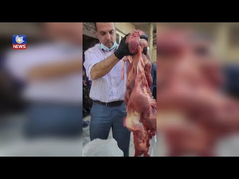 بەڤیدیۆ.. دیمەنی دەستبەسەرداگرتنی زیاتر لە ١٥٠ کیلۆ گۆشتی ئەسپ، لە سلێمانی