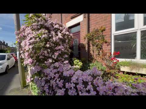 Clematis Montana ‘Mayleen’, 5/5/24