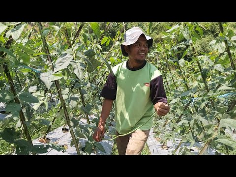 kebun-durian-ku-deket-kebun-kacang-kaka-ku