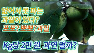 없어서 못파는 과일이 있다 ? 뽀뽀 ? 포포?과일