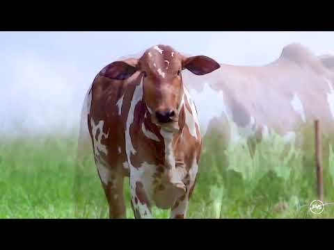 NELORE PINTADO - FALABELA FIV PINTADO UBERABA - JPFC 532
