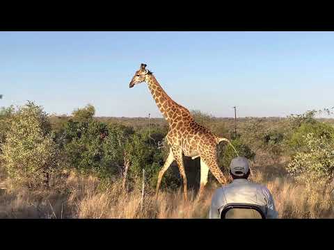 Giraffes in South Africa