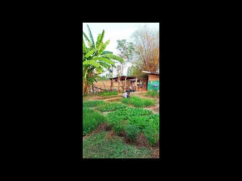 Programa: Caminho da Roça - 02/10/26 - Parte 1 - Apresentação: Paulinho