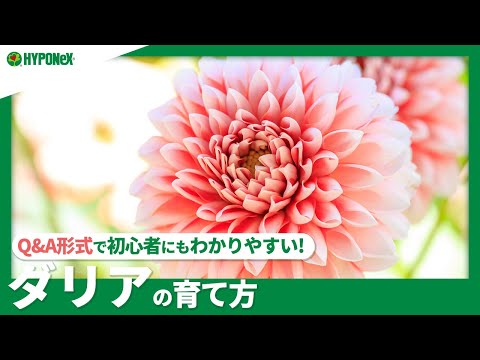 ダリアの施肥:こうやって行われます 植物
