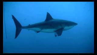 VideoRay HD ROV Plays "Chicken" With Great White Shark