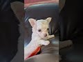 Chihuahua welpen kaufen