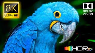 Absolute Beauty 8K HDR 120FPS Dolby Vision (4K Video ULTRA HD) #8K