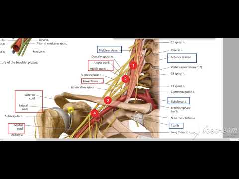 Brachial pluxes 4