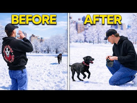 How to Teach Your Puppy to Listen to Its Name FAST!
