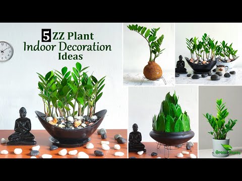 , title : '5 Amazing ZZ Plant Indoor Decoration Ideas | ZZ Plants Growing Ideas-Grow Zanzibar Gem//GREEN PLANTS'